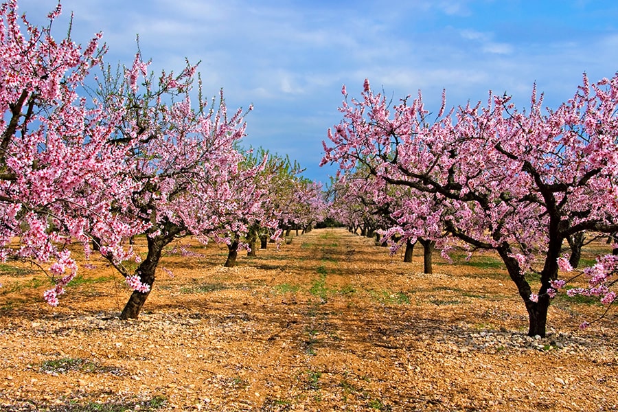 cherry blossom trees in field